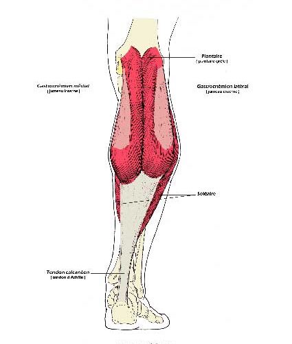 MUSCLE-DE-LA-JAMBE